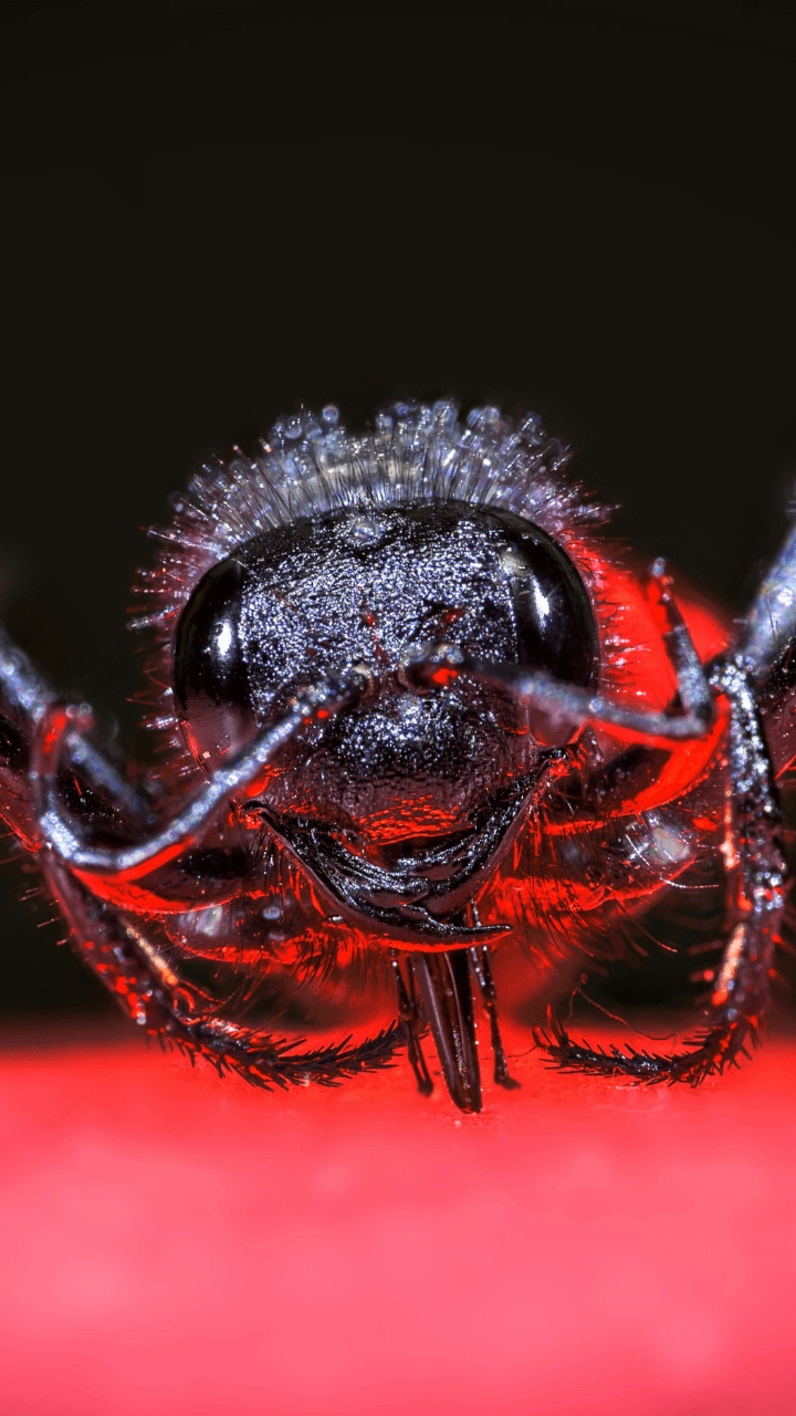 These 8 Animals eat Their Mates After Having sex