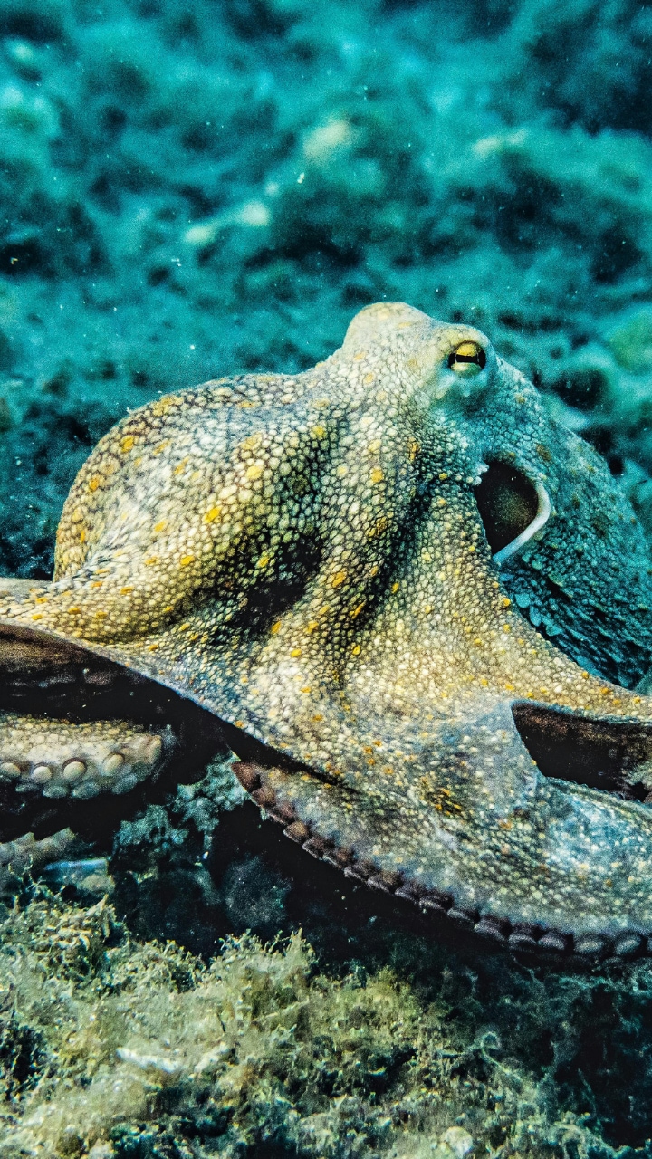 These 8 Animals eat Their Mates After Having sex
