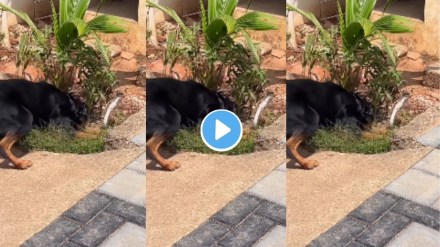 Dog Kills Cobra Video