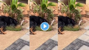 Dog Kills Cobra Video