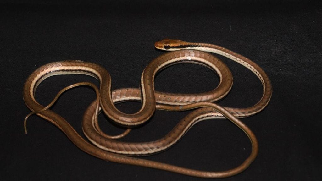 possible new species of unique bronze back tree snake found in mumbai