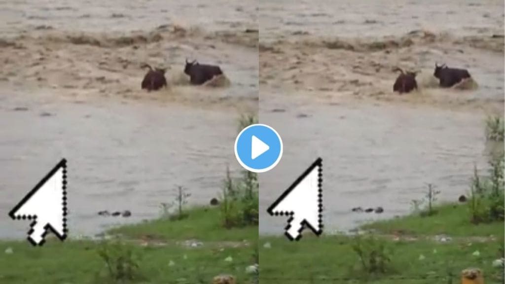 Buffalo Saves Buffalo Video