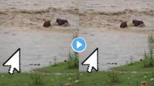 Buffalo Saves Buffalo Video