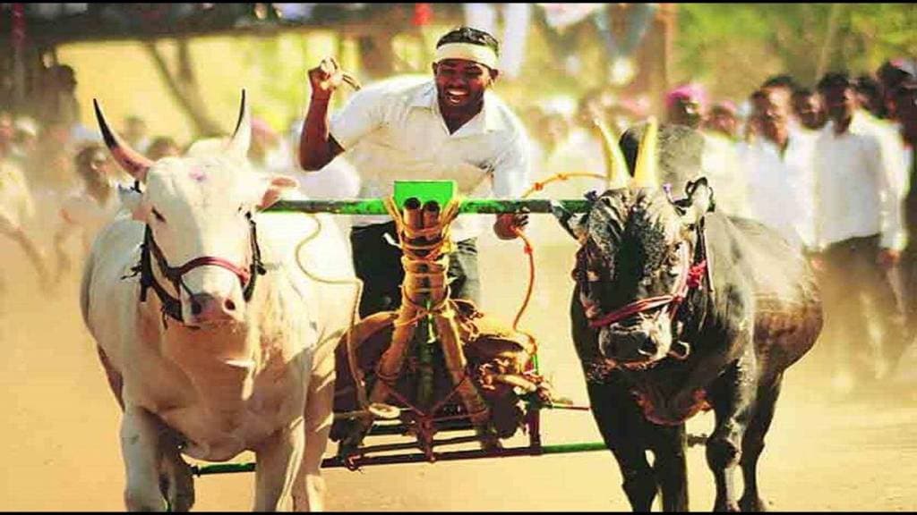 Devabhau Kesari bullock cart race held in Nangole