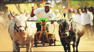 Devabhau Kesari bullock cart race held in Nangole