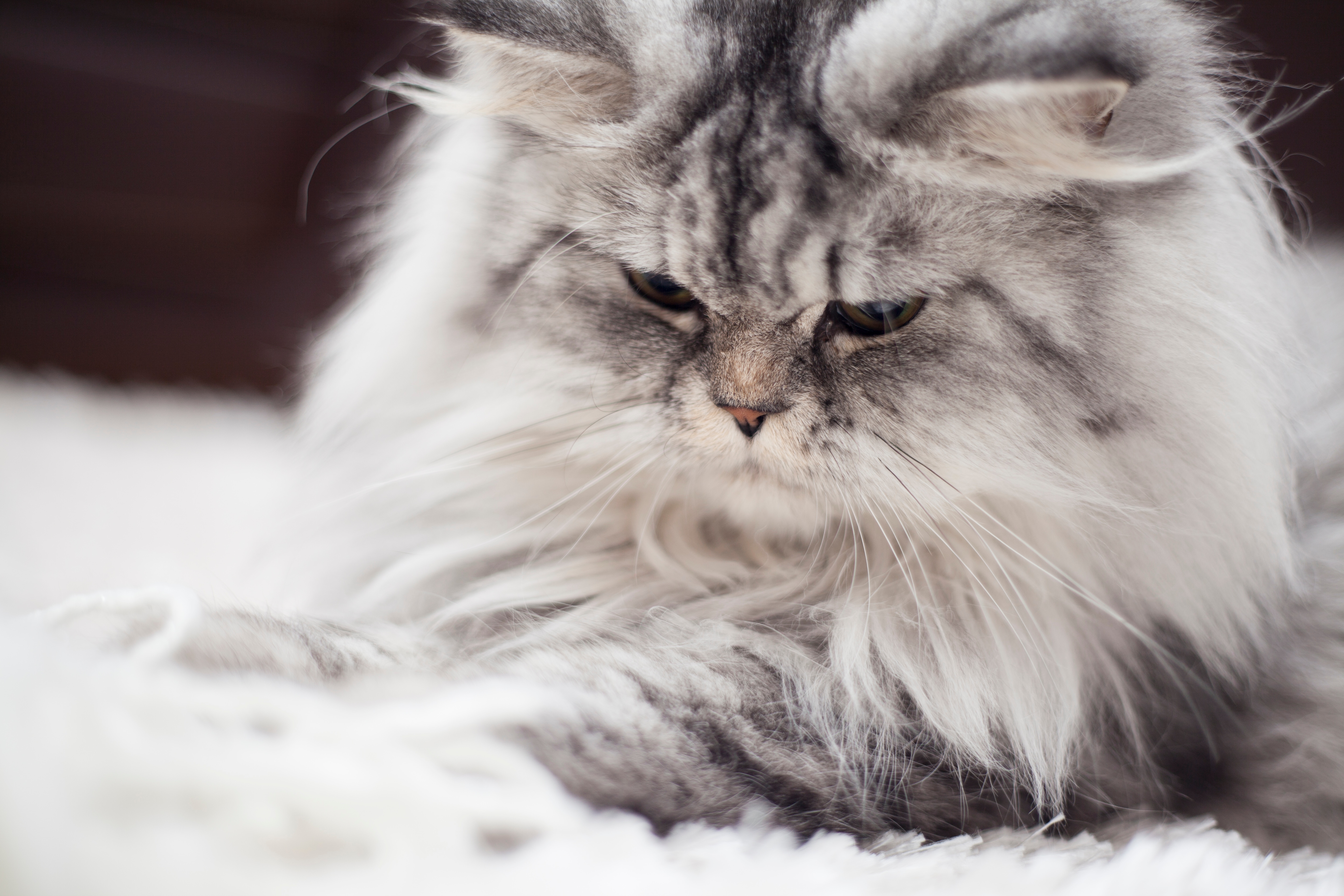Persian cats are beautiful and gentle