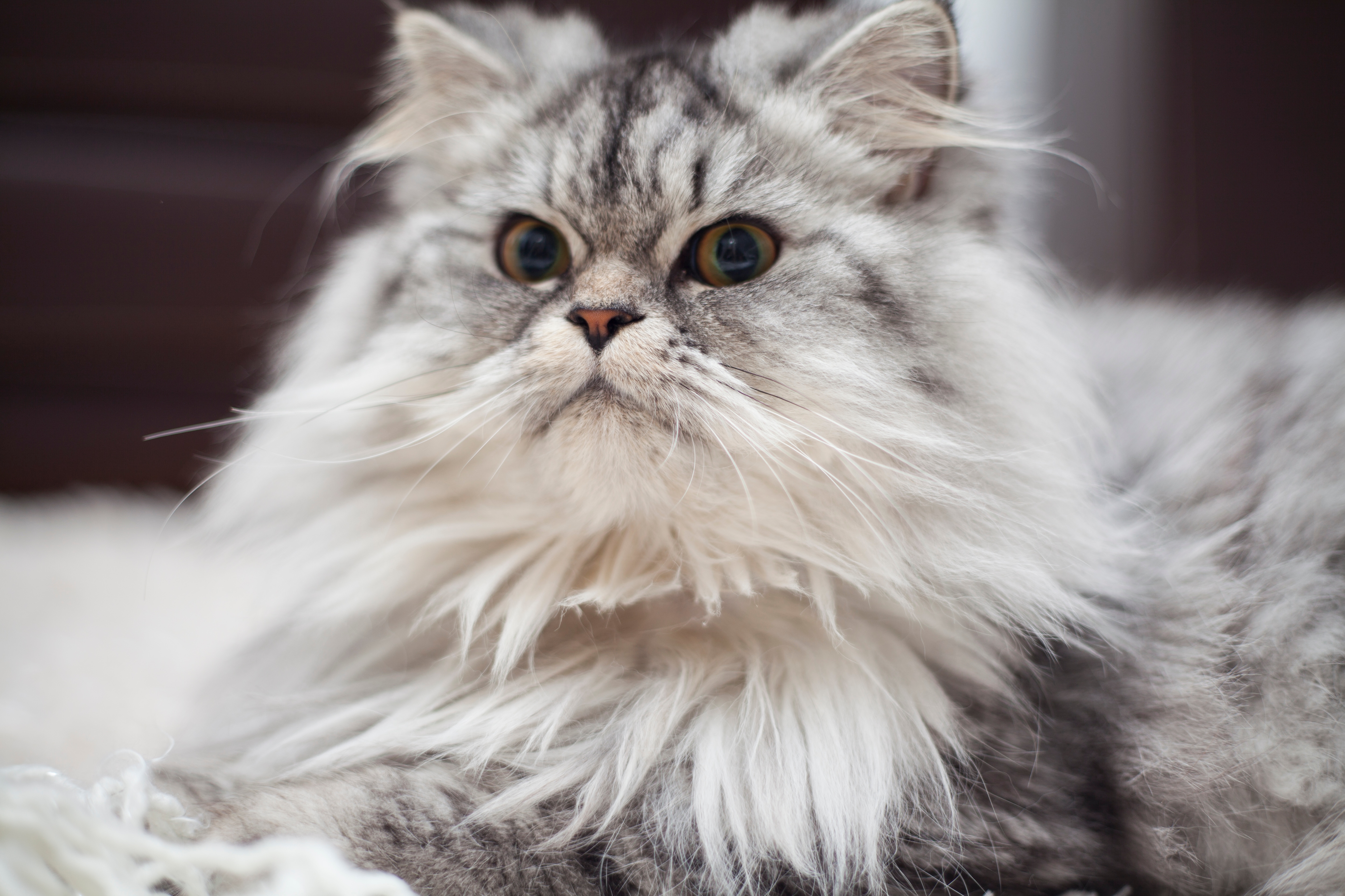 Persian cats are beautiful and gentle