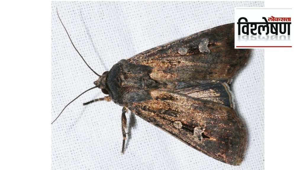 Bogong moths