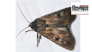Bogong moths