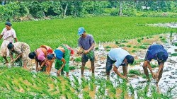 रायगडमध्ये शेतकऱ्यांची पीक विम्याकडे पाठ