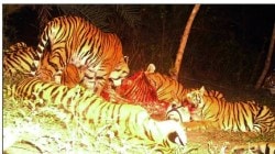 यवतमाळमध्ये वाघिणीकडून सहा बछड्यांना जन्म