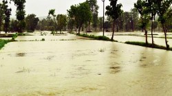 राज्यभरात दमदार पाऊस, विदर्भ, मराठवाड्यात मुसळधार; दोघांचा मृत्यू
