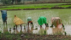 महाराष्ट्र देशात दुसऱ्या क्रमांकावर; जाणून घ्या, शेतकरी ओळख क्रमांकाची स्थिती