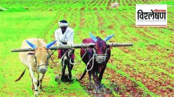 विश्लेषण: पीक विमा नुकसानभरपाईविषयी शेतकरी साशंक का?