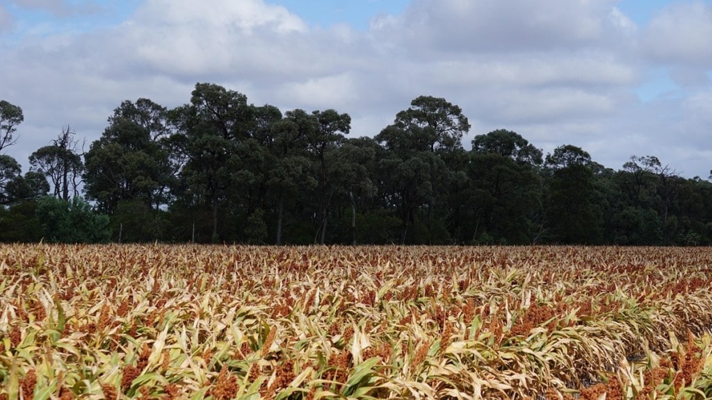 ethanol production loksatta marathi news