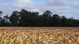 ethanol production loksatta marathi news