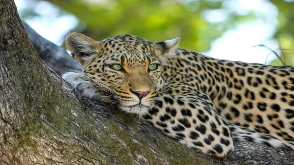 leopard attack on farmers sawantwadi