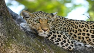 leopard attack on farmers sawantwadi