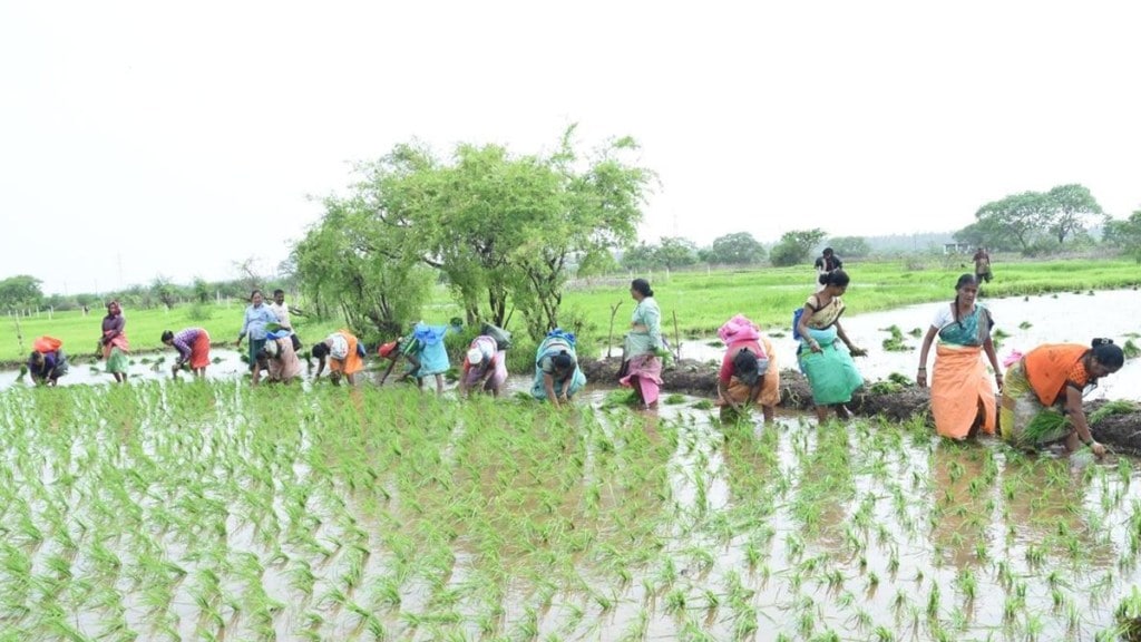 Palghar Rice planting