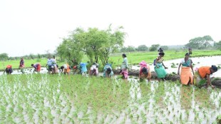 Palghar Rice planting