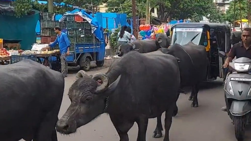 stray animals vasai virar