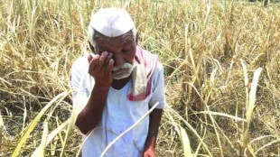 hingoli monsoon crisis farmers fear crop loss as rains remain elusive drought fear Marathwada