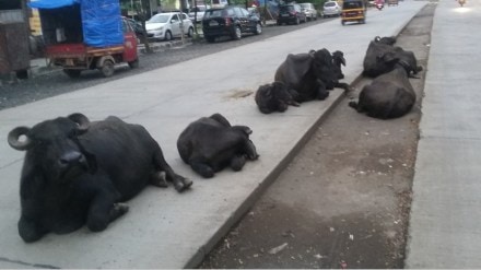 mira bhayandar latest marathi news