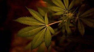 hydro ganja