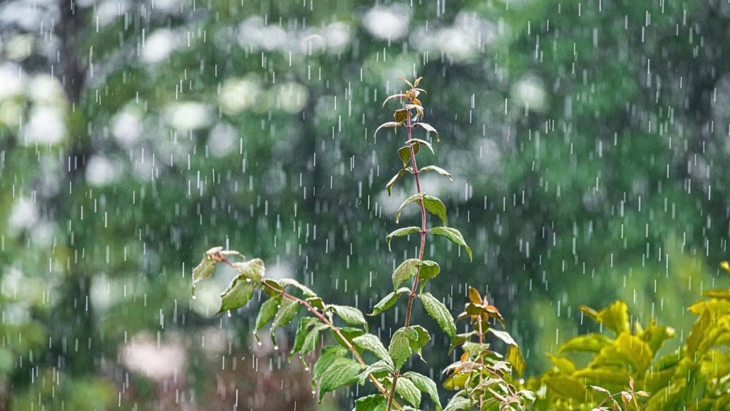 Vidarbha rain news