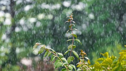 Vidarbha rain news