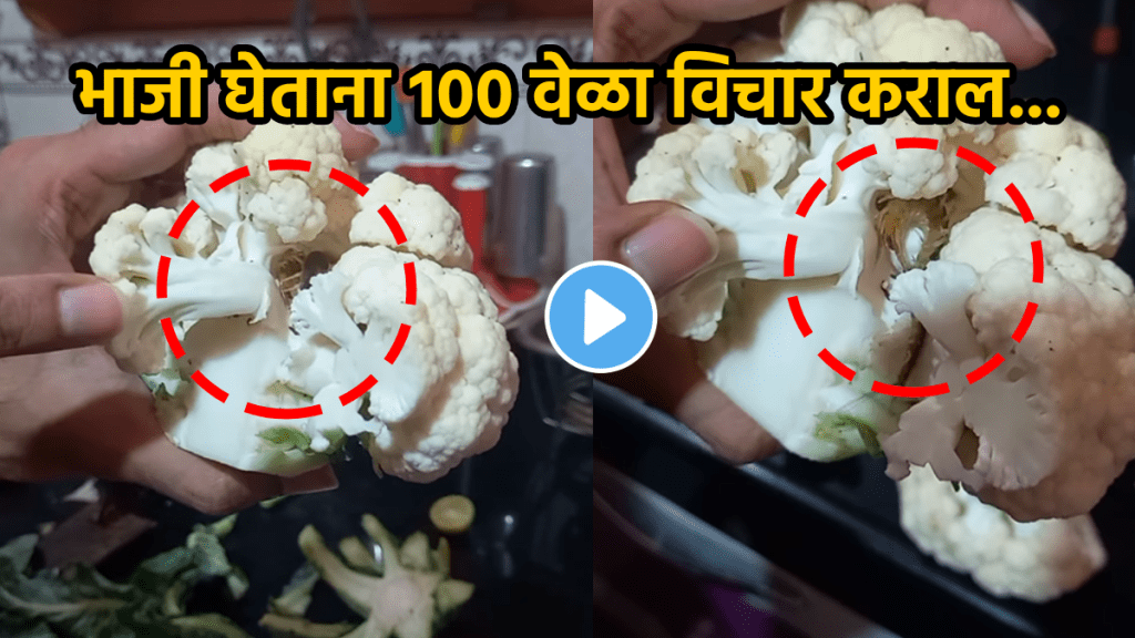 Shocking video Vegetables in monsoons insect in Cauliflower how to check insect in vegetables viral video on social media