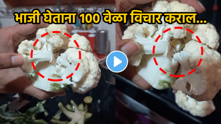 Shocking video Vegetables in monsoons insect in Cauliflower how to check insect in vegetables viral video on social media