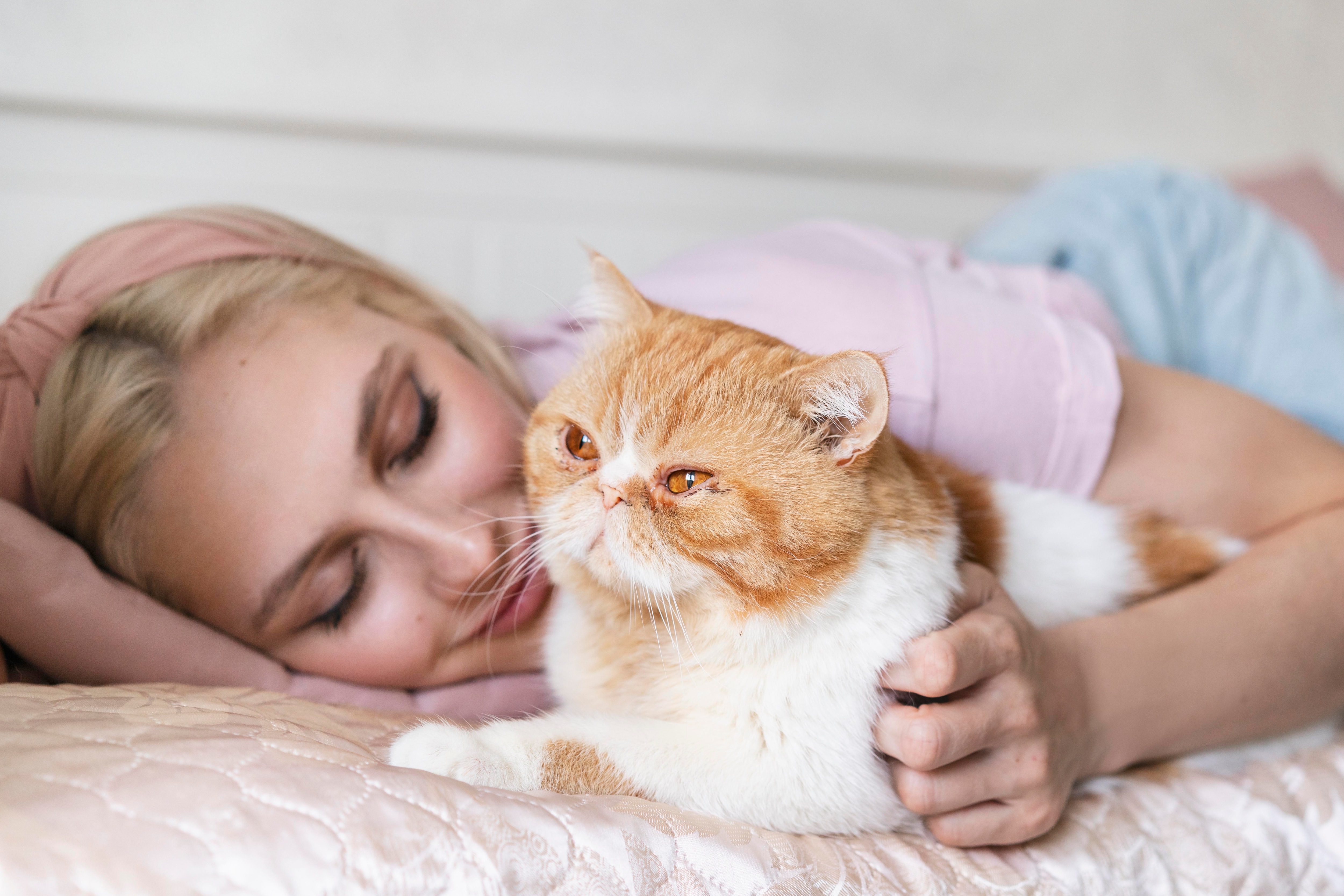 Persian cats are beautiful and gentle