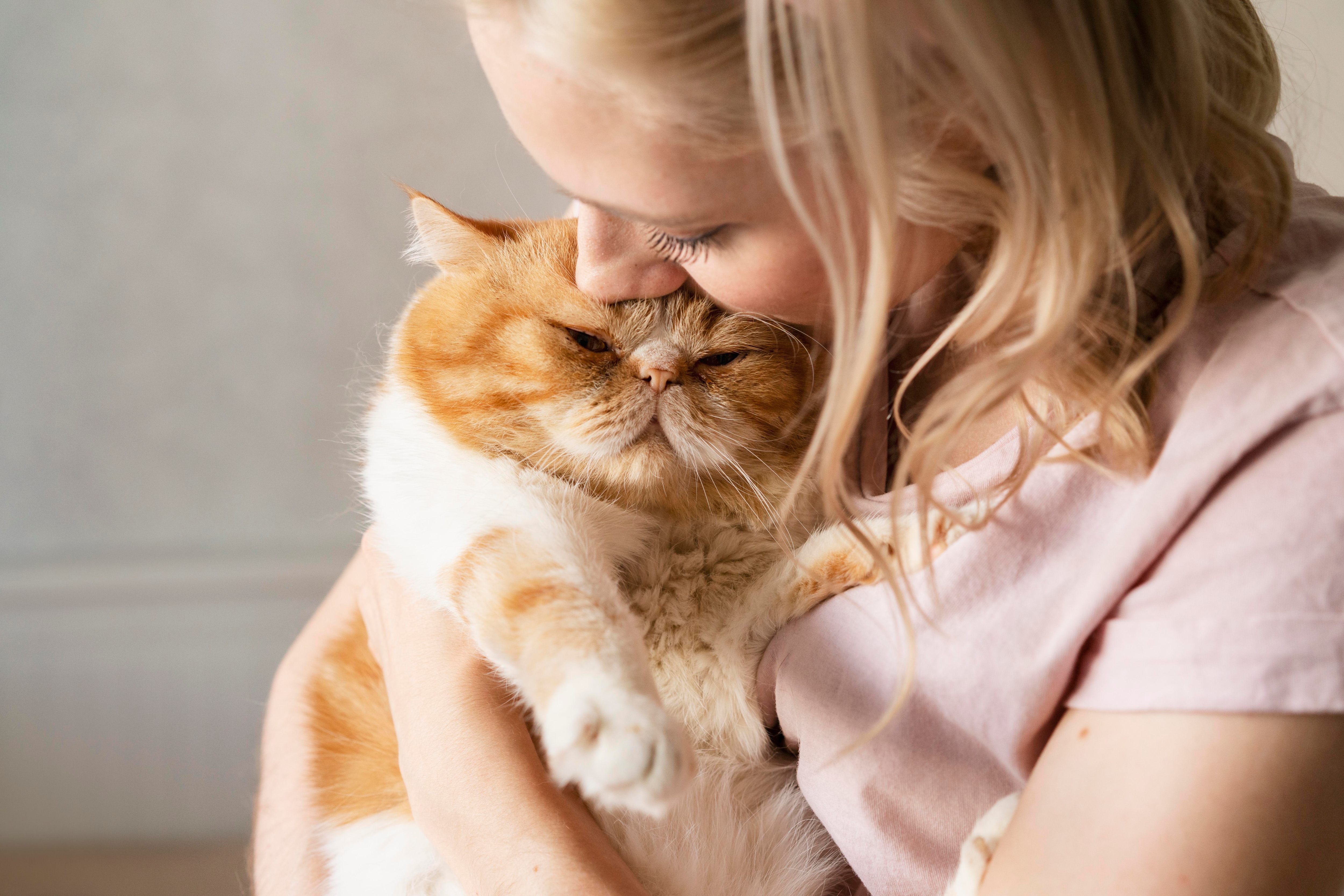 Persian cats are beautiful and gentle