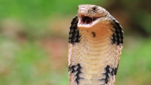 Snake Capital of India, Agumbe