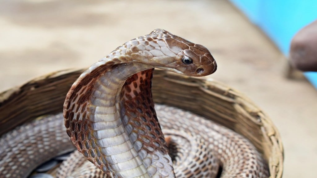 snake rescuers insurance, snake catcher official ID, wildlife conflict Mumbai, snake rescue frontline workers, rural snake safety Maharashtra, snake rescue insurance policy, snake catcher government recognition, snake rescue emergency services, snake wildlife protection Mumbai,