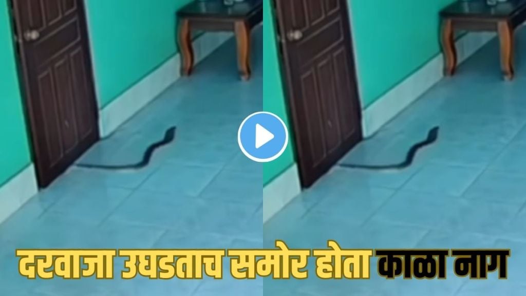 Black Cobra Viral Video