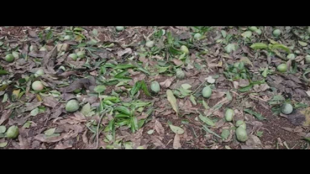The government has approved Rs 15 lakh as compensation for the mango growers of Ratnagiri