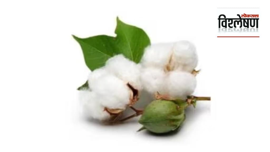 Loksatta explained When will the HTBT cotton seed scandal end print exp