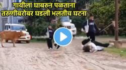 मोकाट गाईला पाहून तरुणी घाबरली, पळताना पुढे घडलं असं काही की….; VIDEO पाहून पोट धरून हसाल