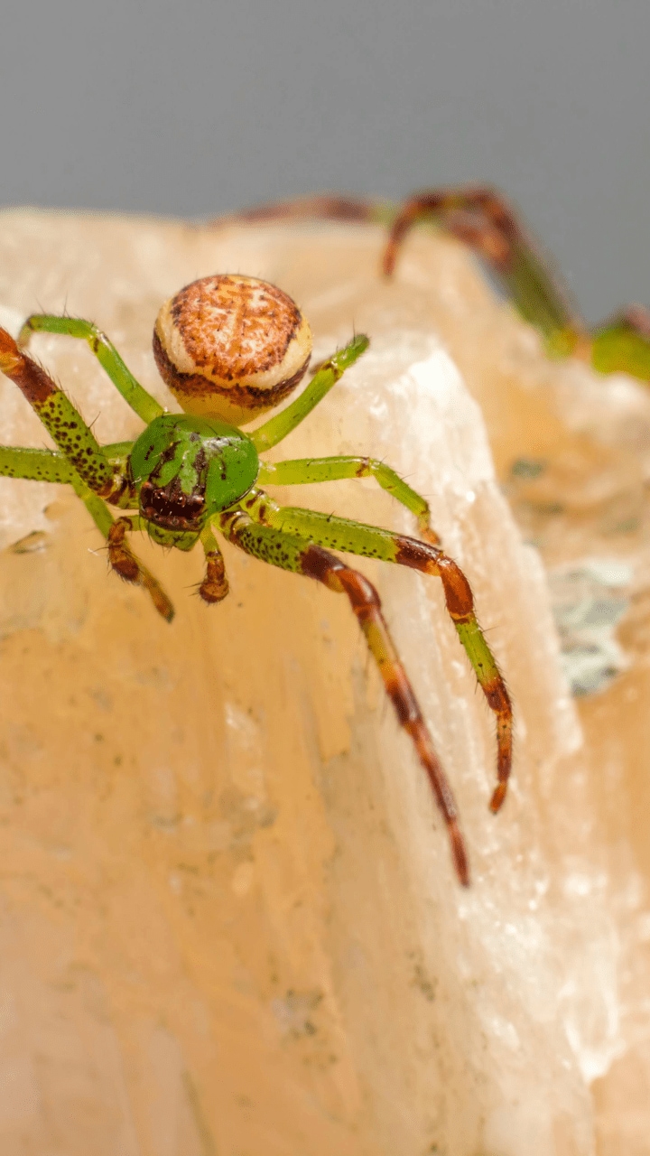 These 8 Animals eat Their Mates After Having sex