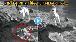 बापरे! मगरीने अवघ्या काही सेकंदात कुत्र्याच्या पिल्लाला खाऊन टाकलं अन्…, थरारक VIDEO व्हायरल