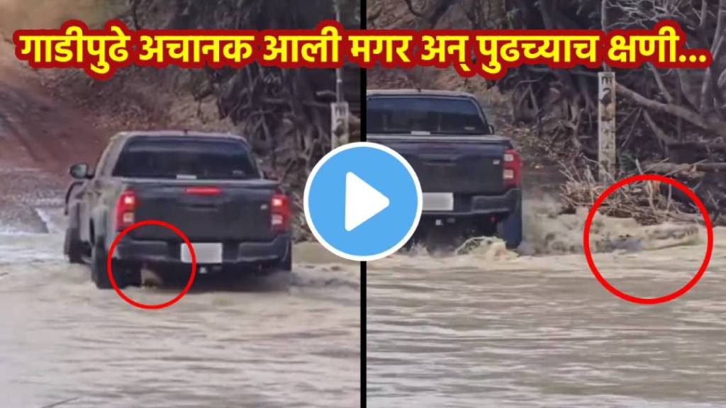 crocodile under truck australia video viral