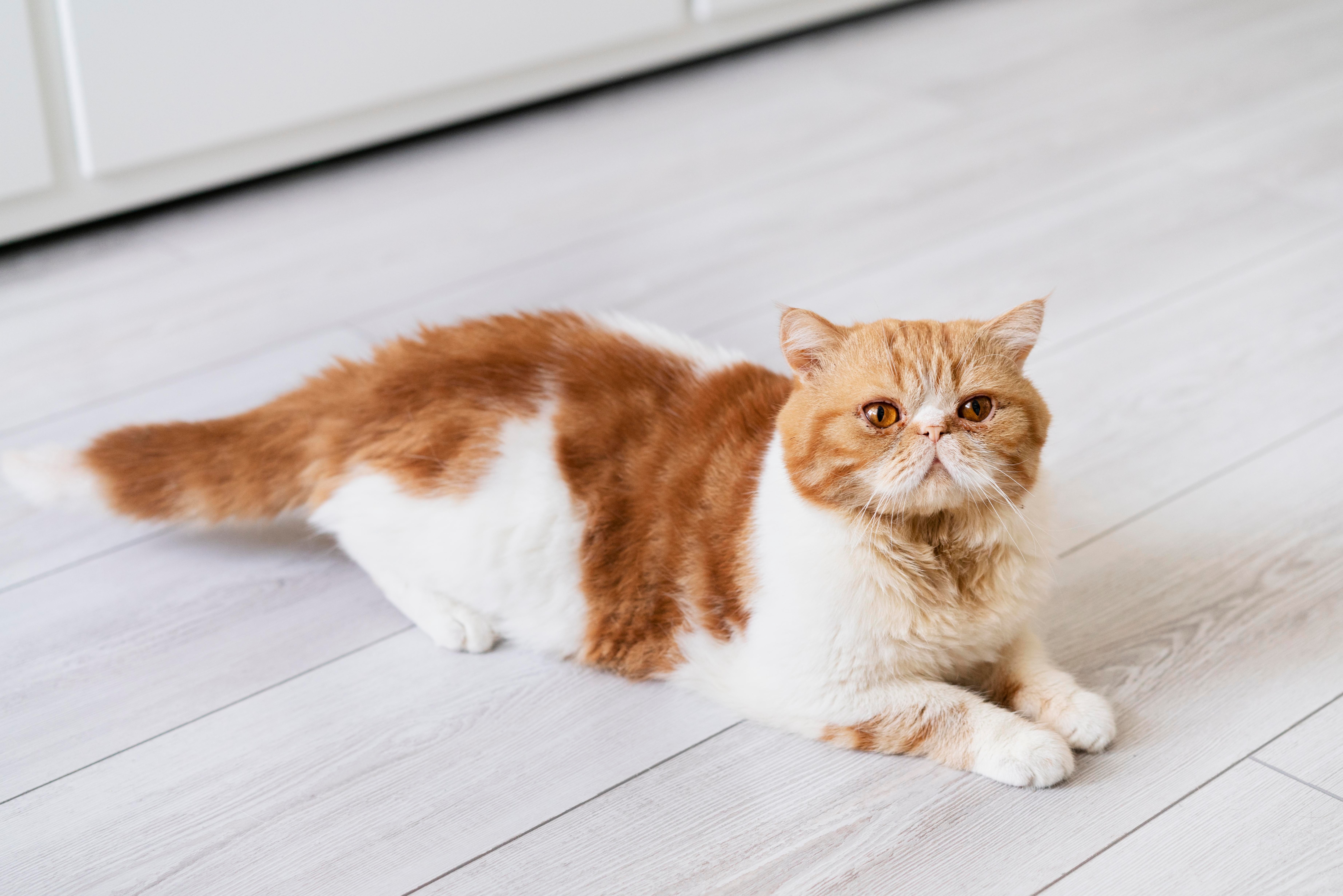Persian cats are beautiful and gentle