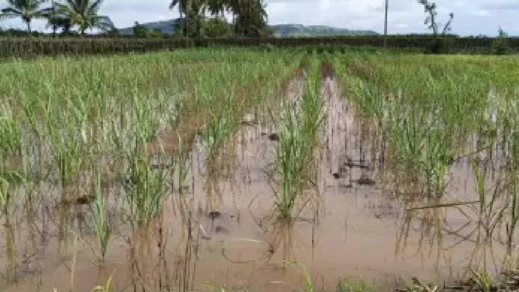 Continuous rains are causing extensive damage to rice crops in Akola