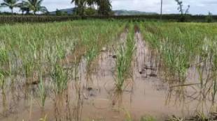 Continuous rains are causing extensive damage to rice crops in Akola