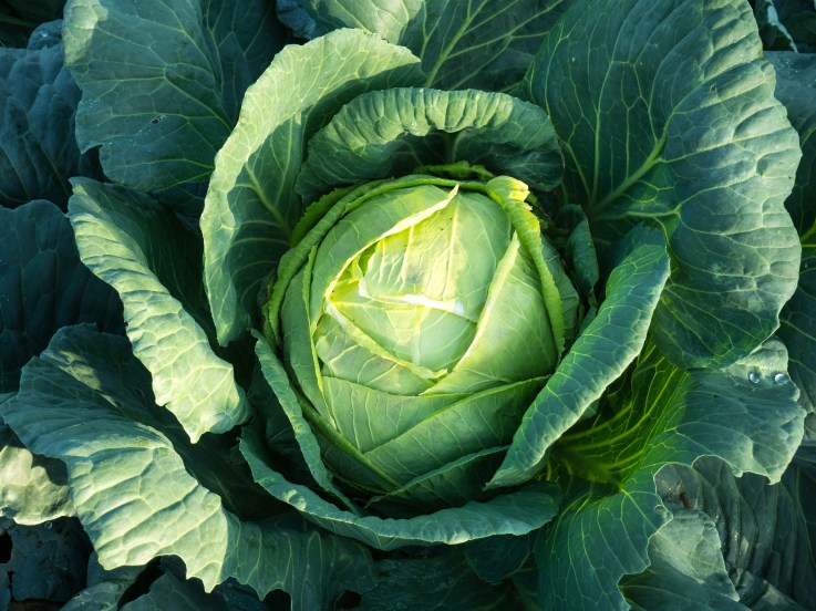 Vegetables to avoid during monsoon | stomach infection in monsoon