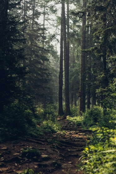 forest