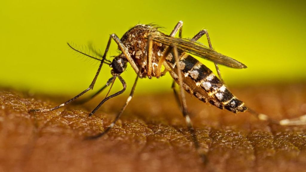 nashik dengue control measures records drop in dengue cases this year