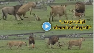 dog directly Fights with lion and tiger